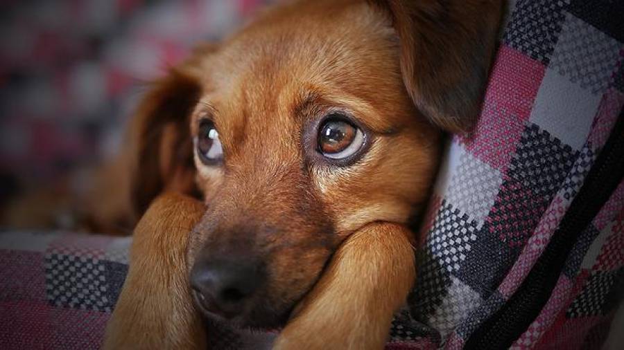 O que fazer quando o cachorro do vizinho late muito?