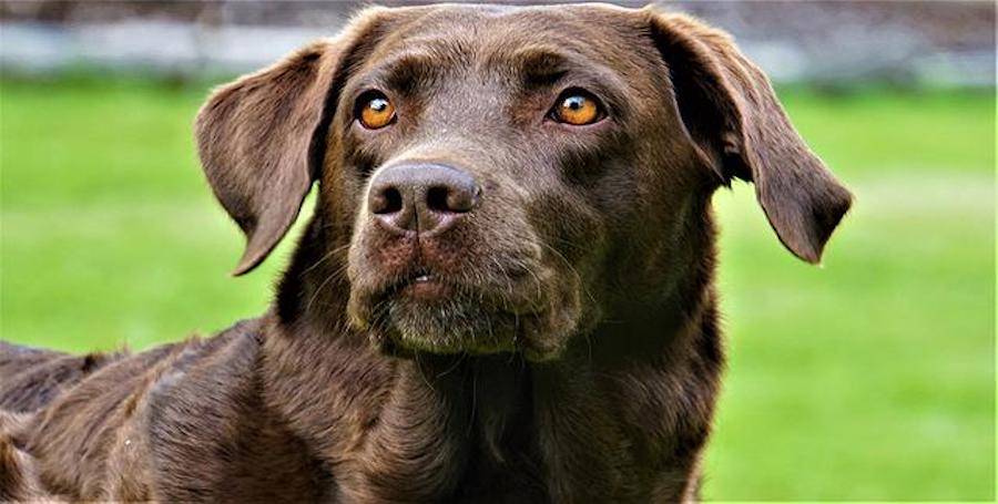 Cachorro foi atacado por outro dentro do condomínio. Quem tem que pagar pela cirurgia?